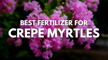 Best Fertilizer for Crepe Myrtles - Pretty Blooms