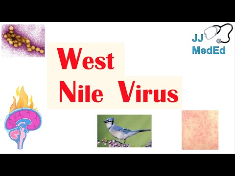 West Nile Virus (West Nile Encephalitis): Pathogenesis, Symptoms, Diagnosis, and Treatment 