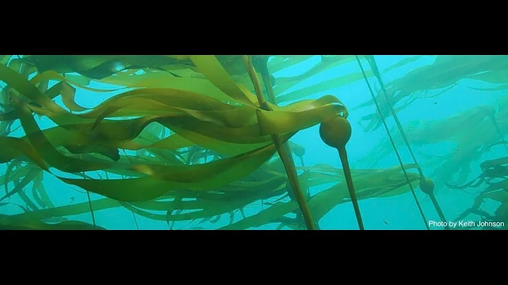 Noyo Center Talks Science: Greater Farallones Kelp Restoration Project