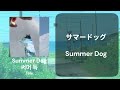 여름 냄새 지리는 JPOP 일단 들어봐 일단 | Tele - Summer Dog (가사,해석,발음)