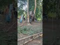 Elephant Training | Prevent Animal Cruelty