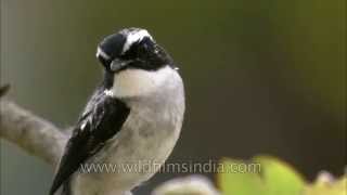 Grey Bushchat male in Landour, Mussoorie