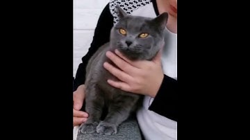 Cat Scratching Sofa Protection Scratcher