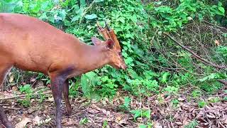 beautiful cute male deer #animal #animalvideo #deer #animal #cuteanimal #wildanimal #cutedeer