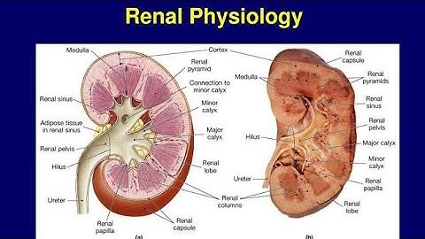 CH 26 Guyton Renal Physiology | Part 1