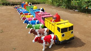 Truk Oleng Angkut Sapi Sapi Lucu, Bebek Angsa, Kerbau, Kelinci, Panda, Ayam, Kucing, Gajah, Domba