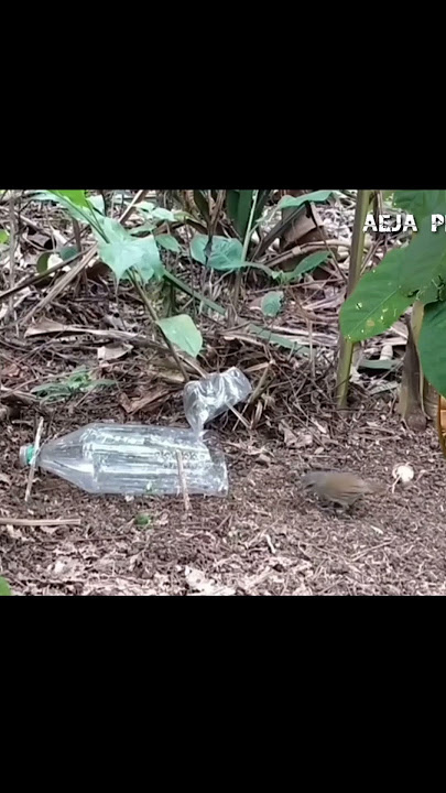 Jebakan burung pelanduk semak dari botol bekas !