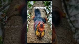 Jorge The Healer summer love euro2024 shorts short