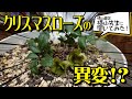 【プロに聞いた原因と対処方法】クリスマスローズの異変！？横山園芸の横山先生に聞いてみた！