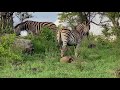 Sabi Sabi Private Game Reserve - Group of zebra feeding in Sabi sand.