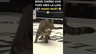 Meo meo chứng minh sức mạnh của mình #shorts #cat #funny