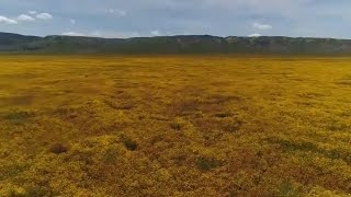 KPIX Sky Drone 5: Wildflowers Blanket The Central Coast's Carrizo Plain