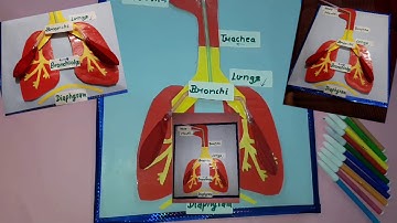 Respiratory system working Model/lungs model with balloon/Kansalcreation/sst/ science school project