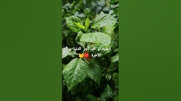 تلاوة جميلة و خاشعة للشيخ ياسر الدوسري ♥️🎧 #quran #قرآن #tiktok #muslim #اكسبلور #muslimah #foryou