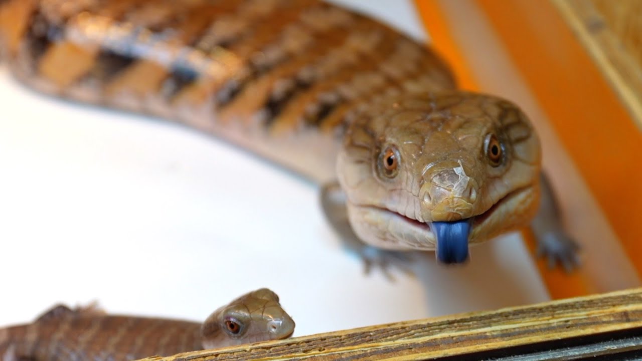 ママジタとベビジタ12匹のお世話は大変！