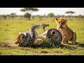 Lioness Rush To Save Her Baby From Python, What Happened Next Was Terrifying