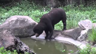 泗水野生動物園中坐車被動物看20150210-6