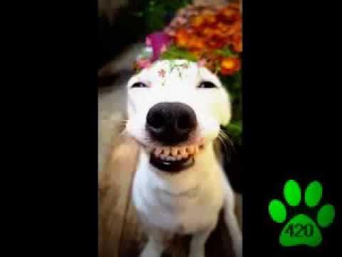 Funny dog with big smile - YouTube