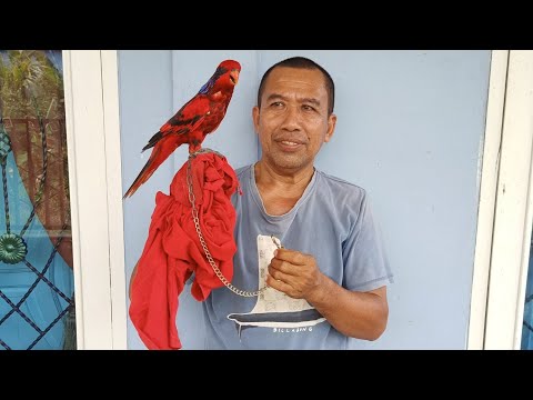 Video: Cara Menentukan Keturunan Burung Nuri