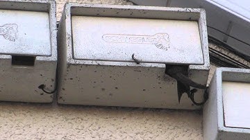 swifts 2015 - intruder