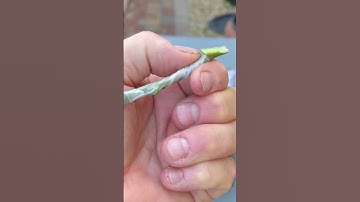 New chip bud extension “must see”