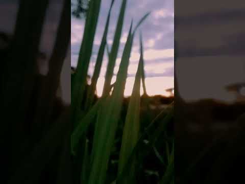 Cinematic 2