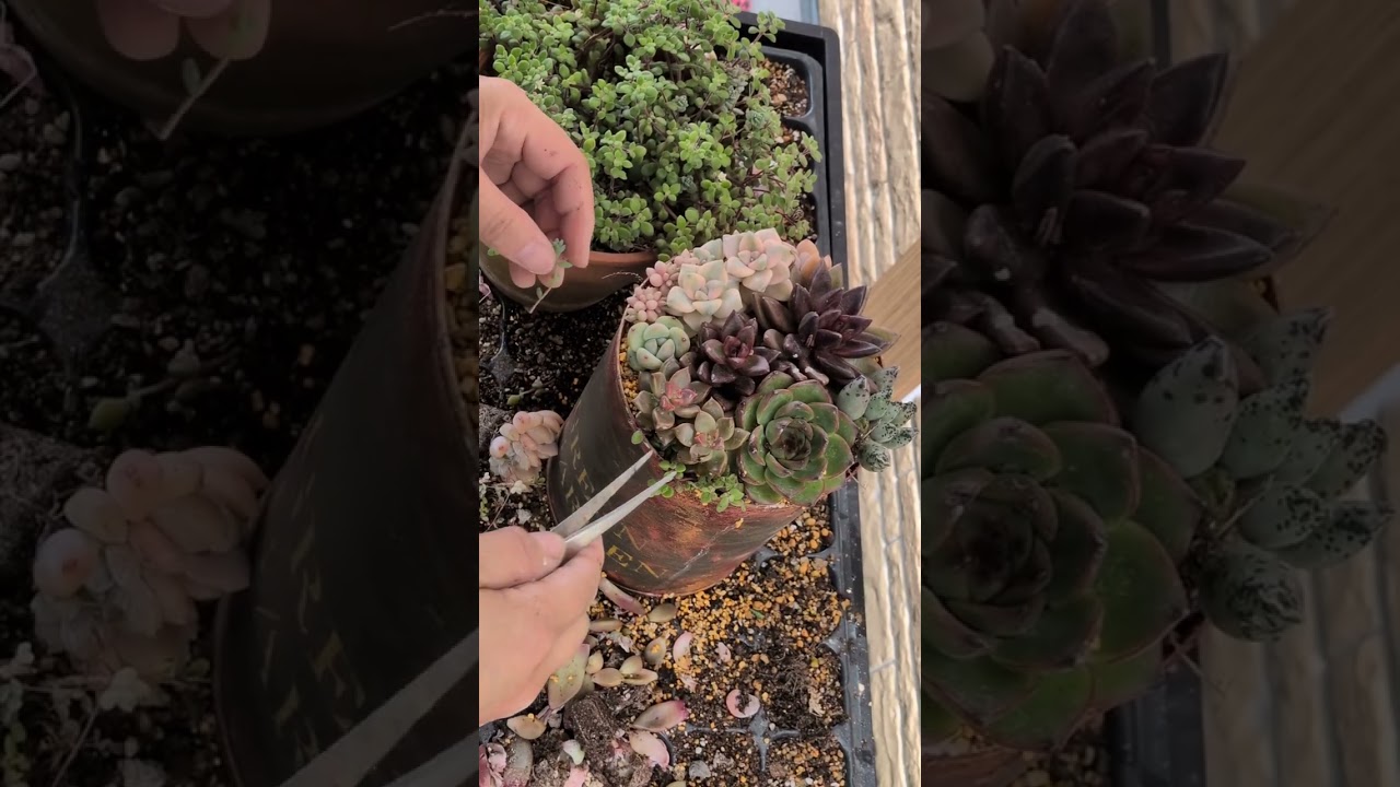 2026年6月25日リメイク缶に多肉植物を寄せ植えしてみた。 - YouTube