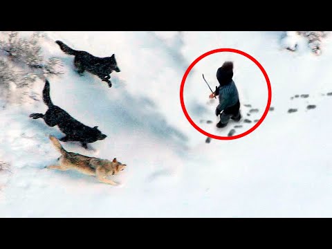 Video: Koho vychovali vlci?