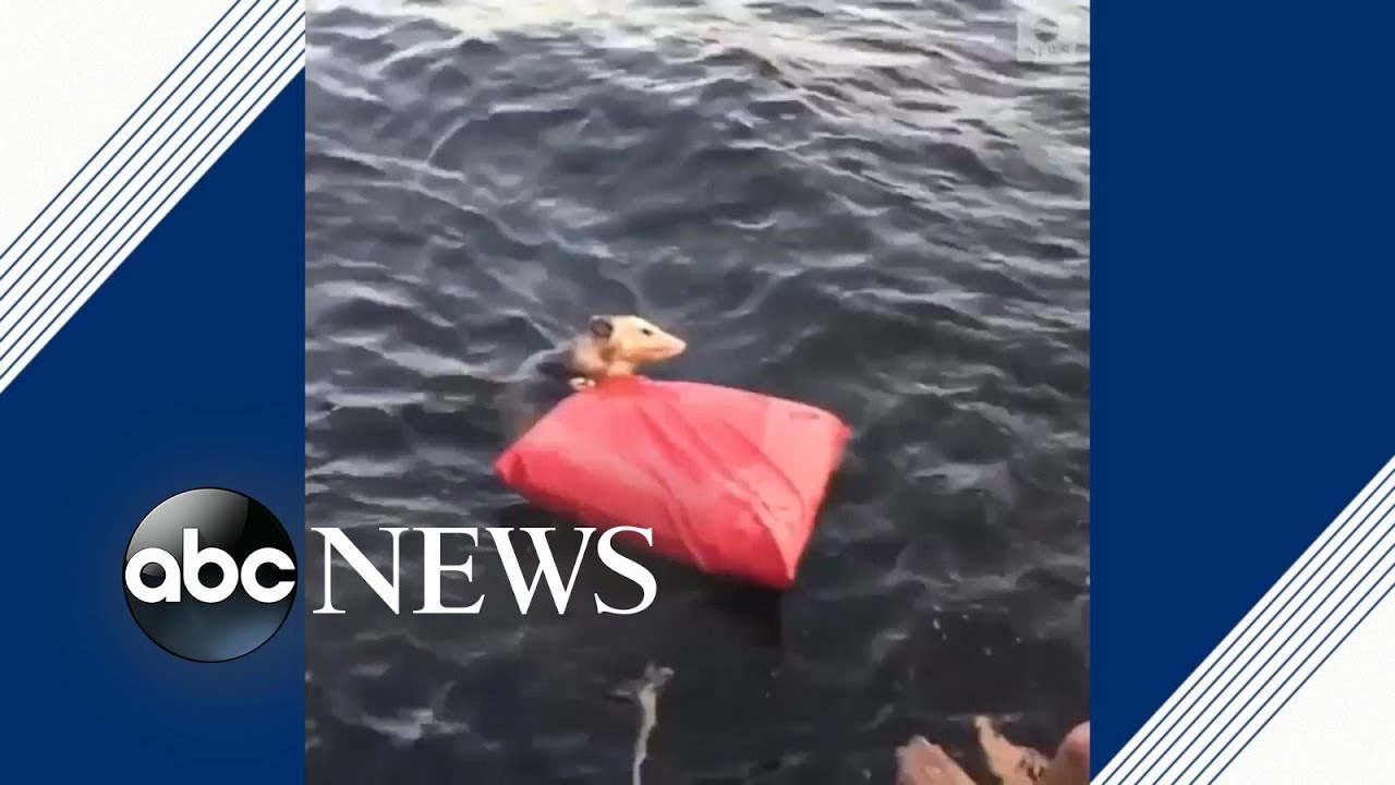 Toddler S Fatal Fall From Cruise Ship Preventable Tragedy Lawyer Youtube