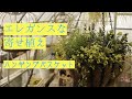 [寄せ植え] エレガントな寄せ植え「年間100個の寄せ植えを作るプロガーデナーが教えるハンギングバスケット」