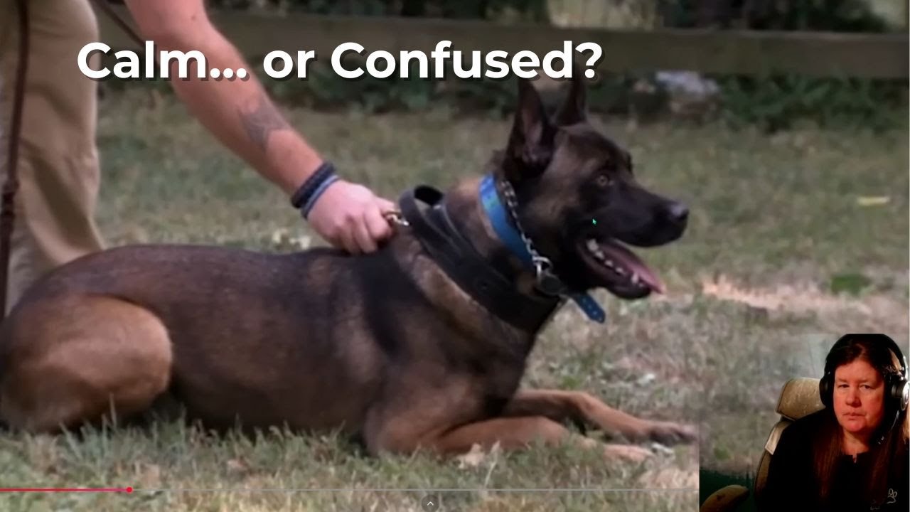 Dogs Decoded: When Corrections Create Confusion | Cesar Millan Belgian Malinois Breakdown