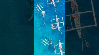 Oslob Whale Shark Watching