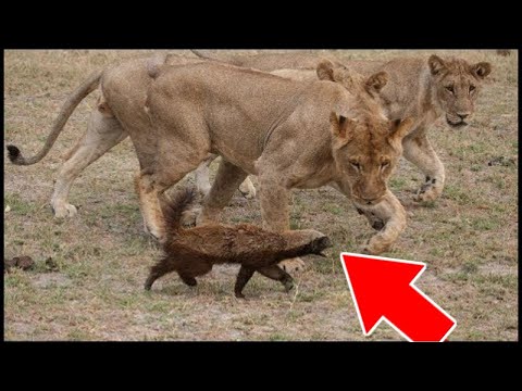 Video: I leoni nittany sono estinti?