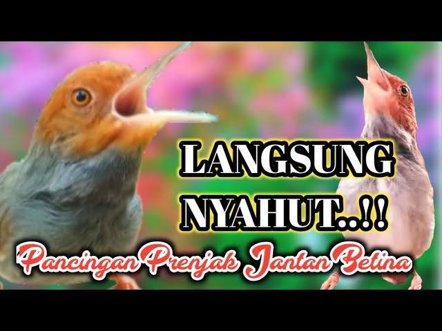 Prenjak Kepala Merah Jantan Betina Gacor Ampuh Buat Pancingan Prenjak Bahan class=