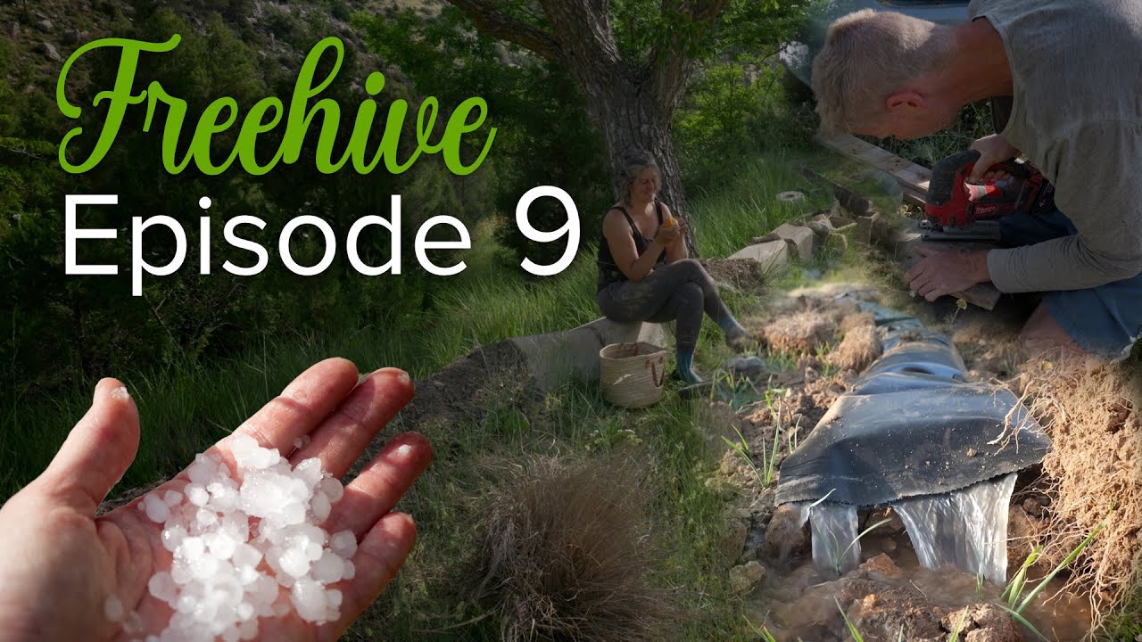 Freehive - Episode 9
