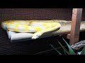 Super Dwarf Lavender Tiger Albino Netzpython