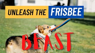 Corgi Training Guide: Part 8 - HOW to TEACH Your Dog FRISBEE -  TIPS to UNLEASH the Frisbee BEAST