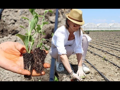 kontrol stevia  Update  Kadın girişimci uçak krizini fırsata çevirdi... Kilosu 50-100 dolar arasında