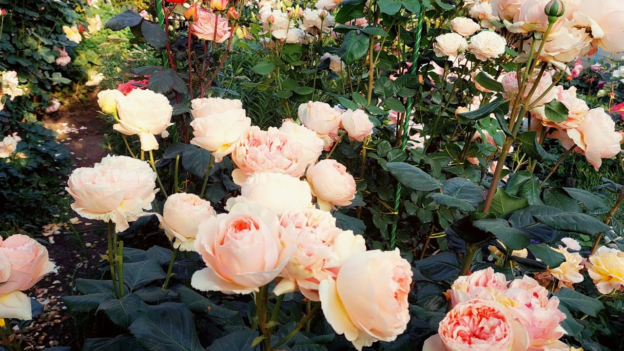 Розы весной. С началом сезона розоводы!