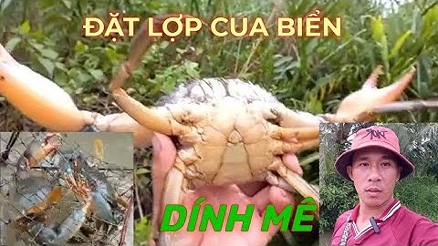 Về Vuông Đặt Lợp Bắt Cua Biển Mỏi Tay, Kết Quả Không Ngờ ||Sông Nước Cà Mau /[24]