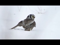 NORTHERN HAWK OWL CATCH MOUSE