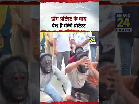 Meerut Monkey Protest Viral Video | डॉग प्रोटेस्ट के बाद पेश है मंकी प्रोटेस्ट | #shorts #viral Meerut Monkey Protest Viral Video | डॉग प्रोटेस्ट के बाद पेश है मंकी प्रोटेस्ट | #shorts #viral