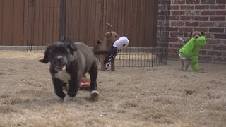 Midland Animal Shelter Adoptables speaks out about rise of dog dumping cases