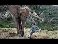 Boy Plays Football With A 3-Tonne Elephant