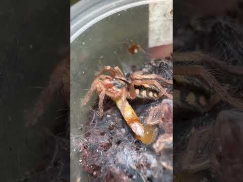 تارانتولای پامکین پچ