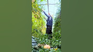 Đi làm nông ở Hàn Quốc 2024 full clip trong phần bình luận