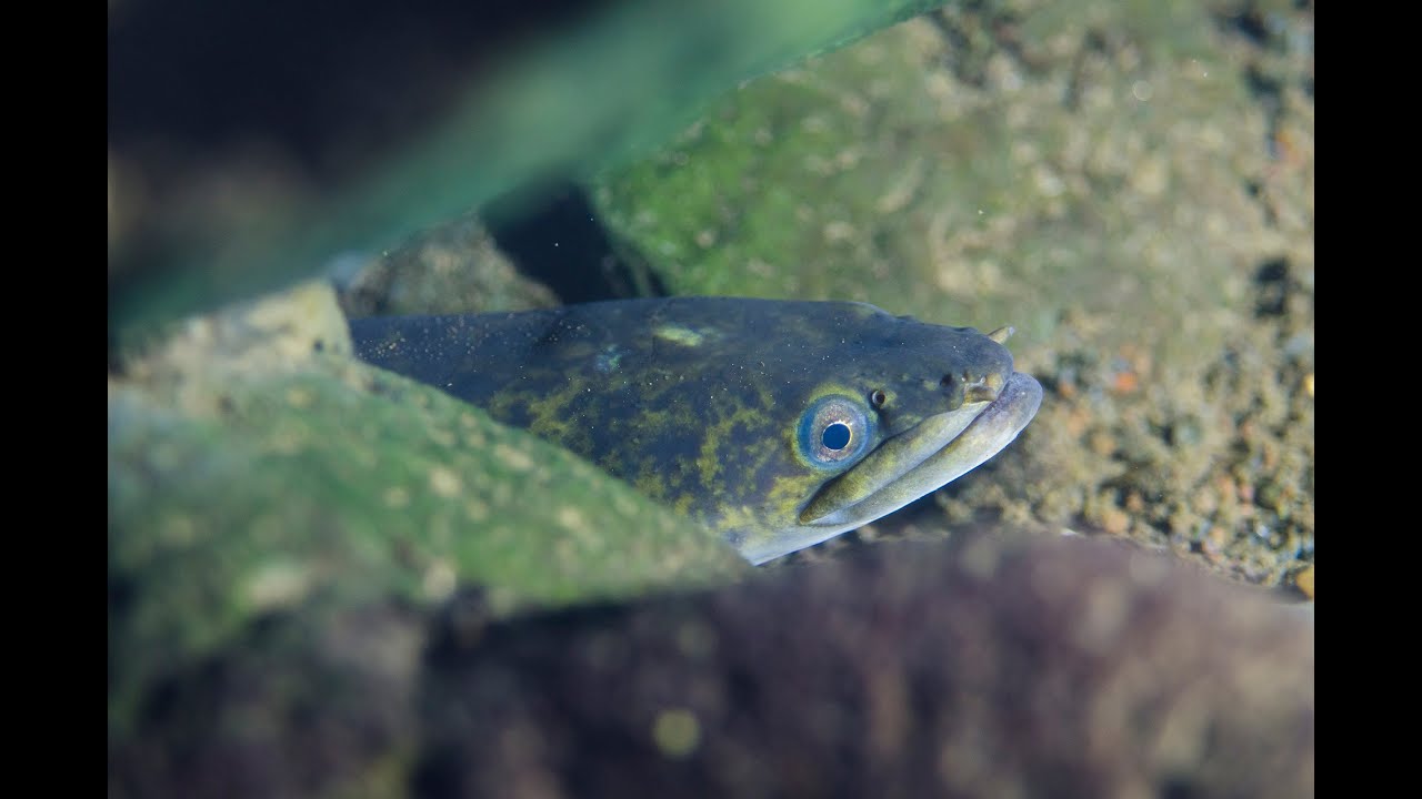 Lot De 4 Leurres Anguilles De Sable En Caoutchouc 150mm 30g Pour Pêche En Mer - Basse, Morue, Pollock