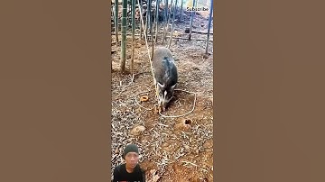 No escape: The greedy boar will fall into a trap #shorts #skills BGM