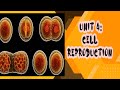 Grade 10 Biology Unit 4 Cell Reproduction Part 1 Grade 10 Biology Unit 4 Cell Reproduction Part 1