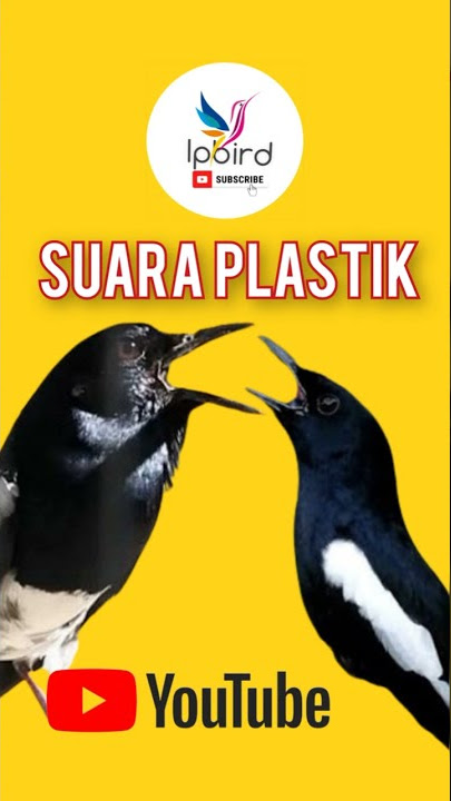 Pancingan suara plastik burung Kacer murai agar gacor